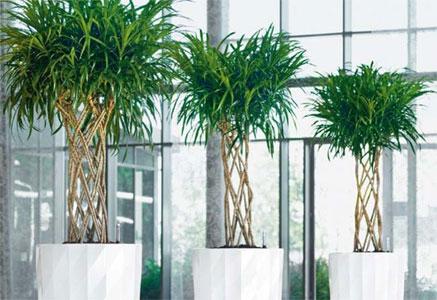 Les fleurs fraîches, sont plus que bienvenue, elles symbolisent la richesse et représentent le bonheur en Feng Shui